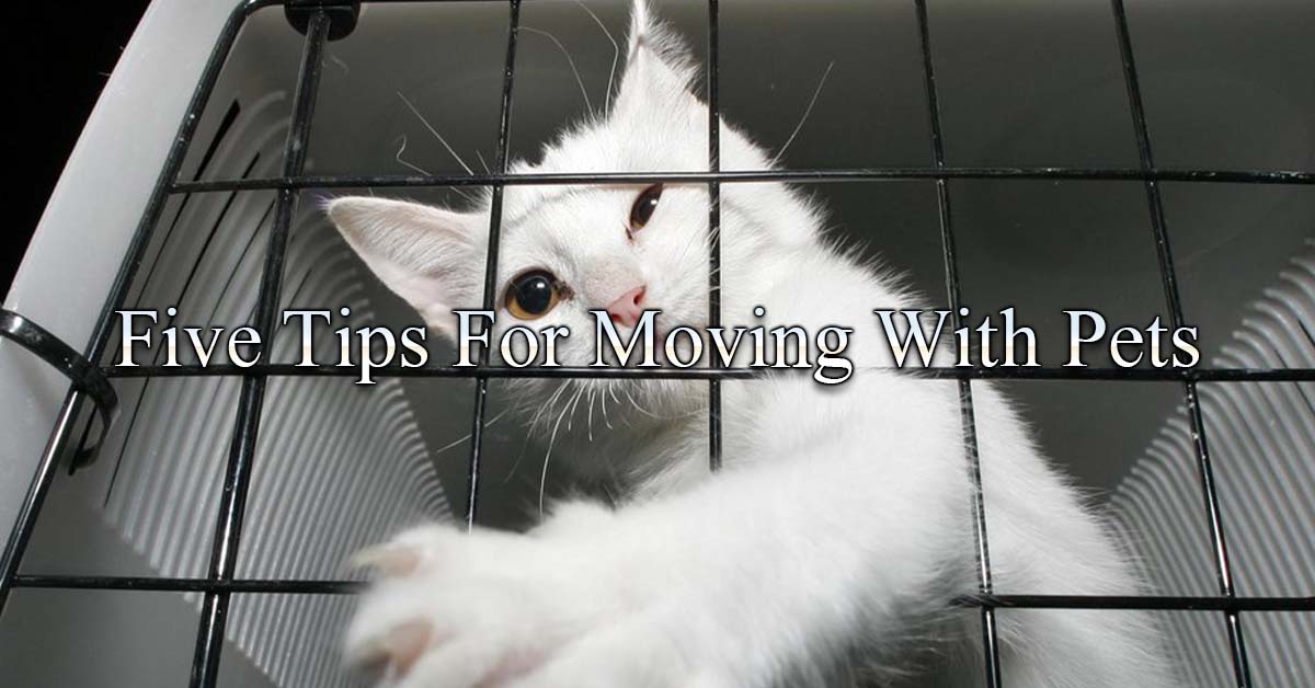 5 Tips for Moving with Pets